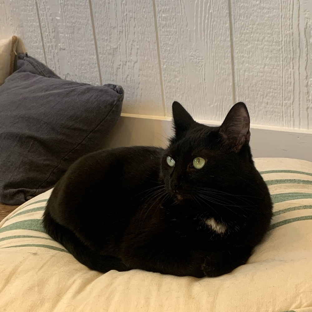 Meet your Posher, Kira